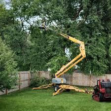 Best Tree Disease Treatment  in Deforest, WI